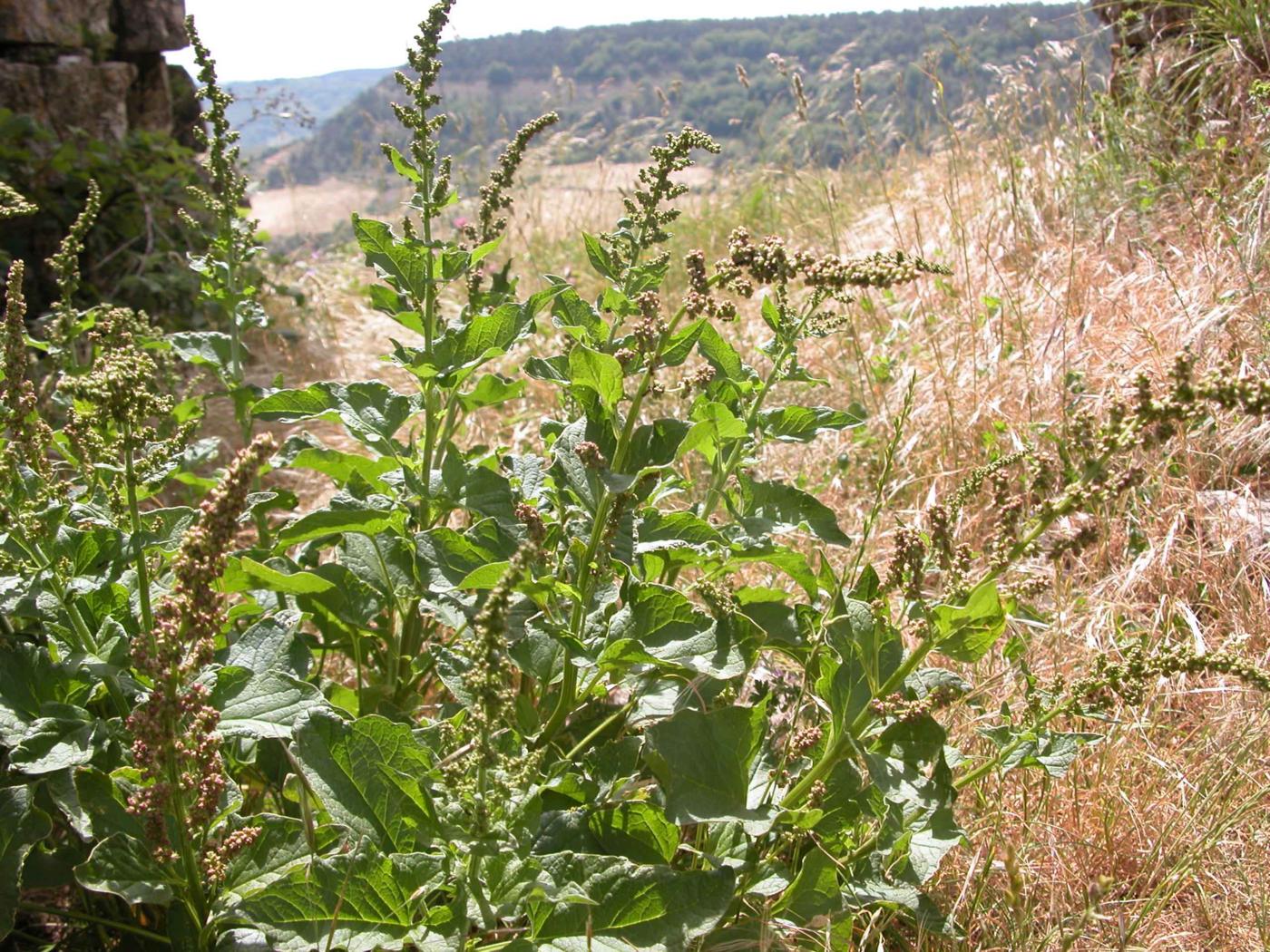 Good King Henry plant